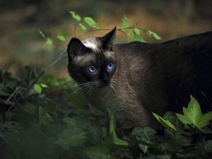 Preview wallpaper cat, siamese, grass, blue-eyed, shadow