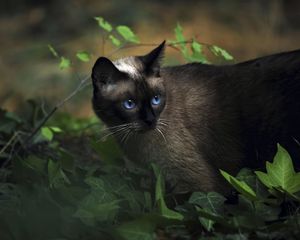 Preview wallpaper cat, siamese, grass, blue-eyed, shadow