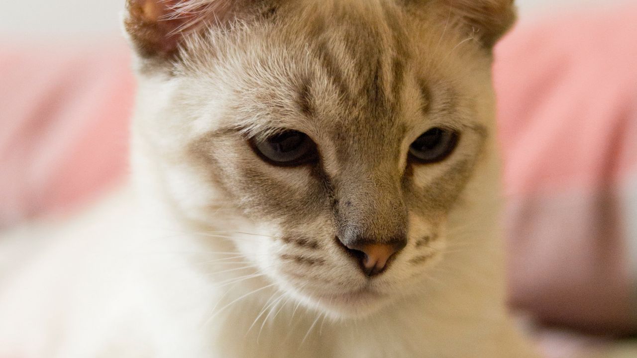 Wallpaper cat, siamese, gray, pet, glance