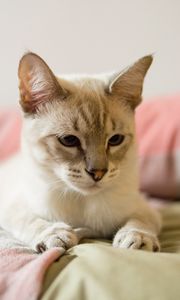 Preview wallpaper cat, siamese, gray, pet, glance