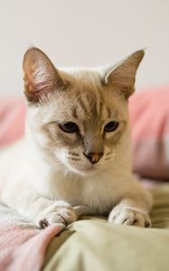 Preview wallpaper cat, siamese, gray, pet, glance