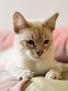 Preview wallpaper cat, siamese, gray, pet, glance