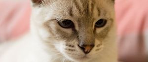 Preview wallpaper cat, siamese, gray, pet, glance