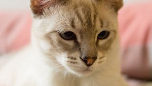 Preview wallpaper cat, siamese, gray, pet, glance