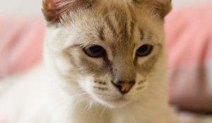 Preview wallpaper cat, siamese, gray, pet, glance