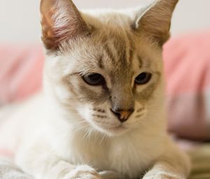 Preview wallpaper cat, siamese, gray, pet, glance