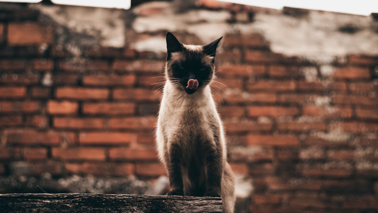 Wallpaper cat, siamese, protruding tongue, funny, pet