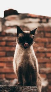 Preview wallpaper cat, siamese, protruding tongue, funny, pet