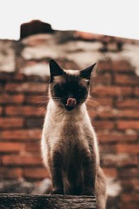Preview wallpaper cat, siamese, protruding tongue, funny, pet