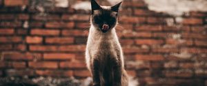 Preview wallpaper cat, siamese, protruding tongue, funny, pet