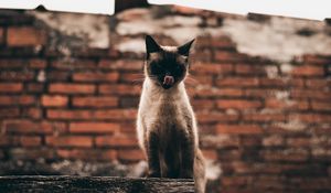 Preview wallpaper cat, siamese, protruding tongue, funny, pet