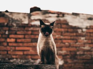 Preview wallpaper cat, siamese, protruding tongue, funny, pet