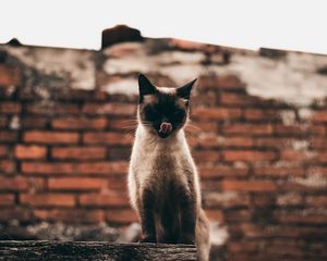 Preview wallpaper cat, siamese, protruding tongue, funny, pet