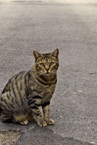 Preview wallpaper cat, sidewalk, sitting, striped