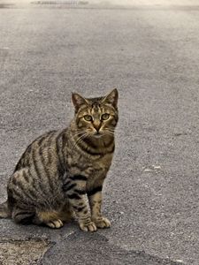 Preview wallpaper cat, sidewalk, sitting, striped