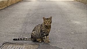 Preview wallpaper cat, sidewalk, sitting, striped