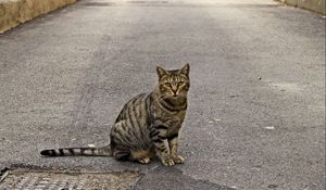 Preview wallpaper cat, sidewalk, sitting, striped