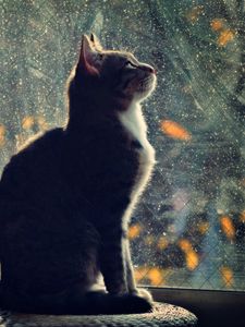 Preview wallpaper cat, silhouette, glass, blurring