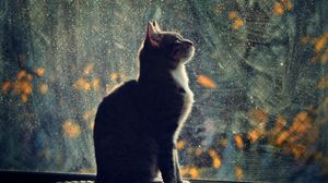 Preview wallpaper cat, silhouette, glass, blurring
