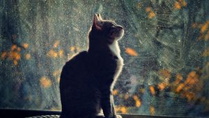 Preview wallpaper cat, silhouette, glass, blurring