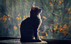 Preview wallpaper cat, silhouette, glass, blurring