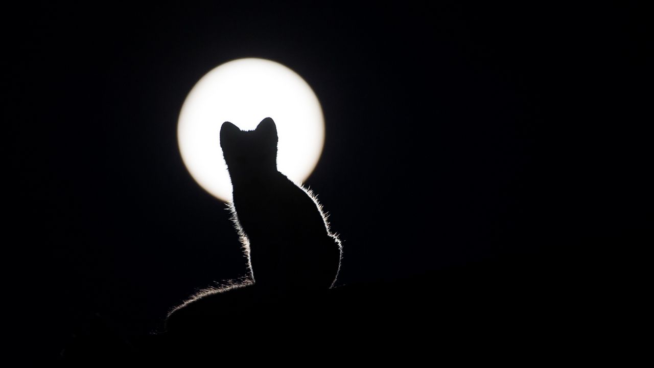 Wallpaper cat, silhouette, kitten, moon
