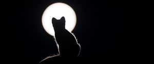 Preview wallpaper cat, silhouette, kitten, moon