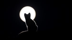 Preview wallpaper cat, silhouette, kitten, moon