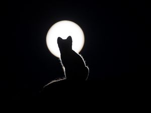 Preview wallpaper cat, silhouette, kitten, moon