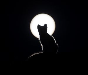 Preview wallpaper cat, silhouette, kitten, moon