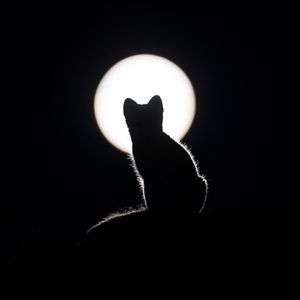 Preview wallpaper cat, silhouette, kitten, moon