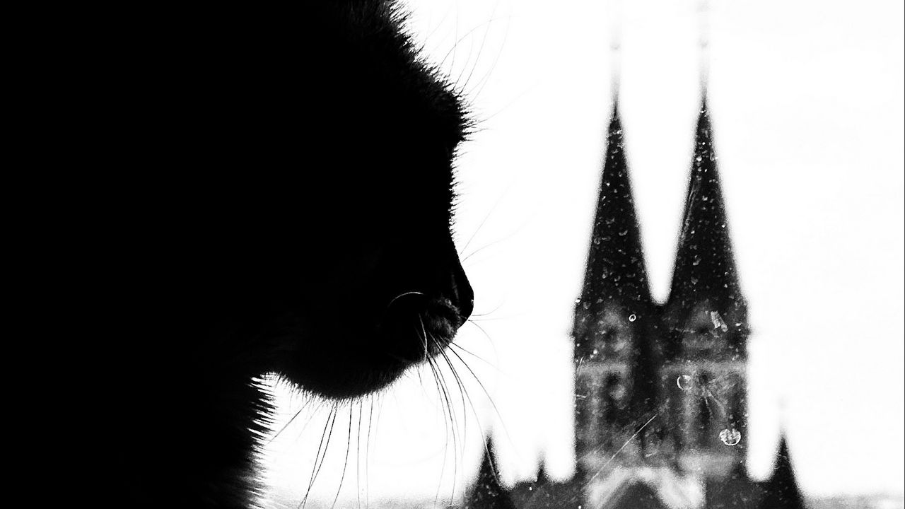 Wallpaper cat, silhouette, towers, black and white