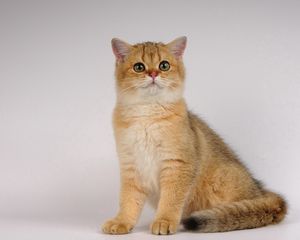 Preview wallpaper cat, sit, beautiful, thick
