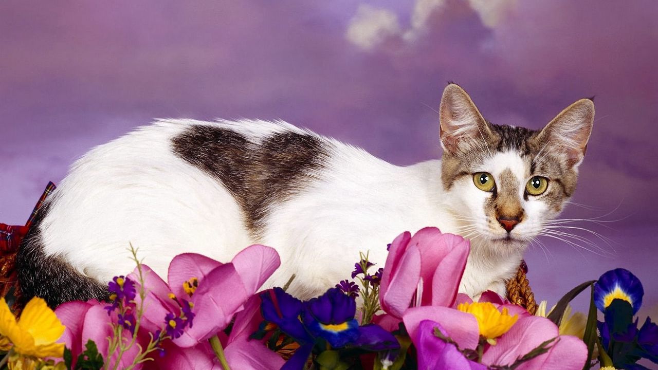 Wallpaper cat, sit, flowers, spotted