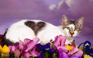Preview wallpaper cat, sit, flowers, spotted