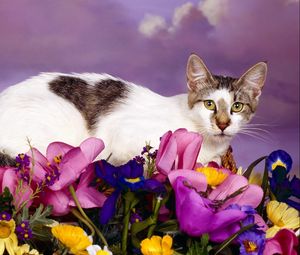 Preview wallpaper cat, sit, flowers, spotted