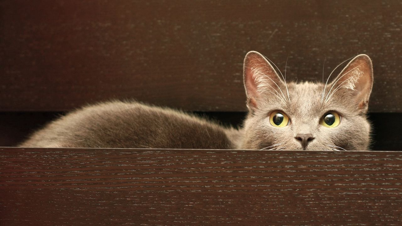 Wallpaper cat, sit, hide