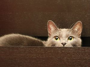 Preview wallpaper cat, sit, hide