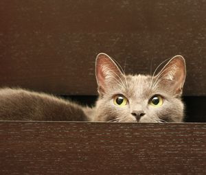 Preview wallpaper cat, sit, hide