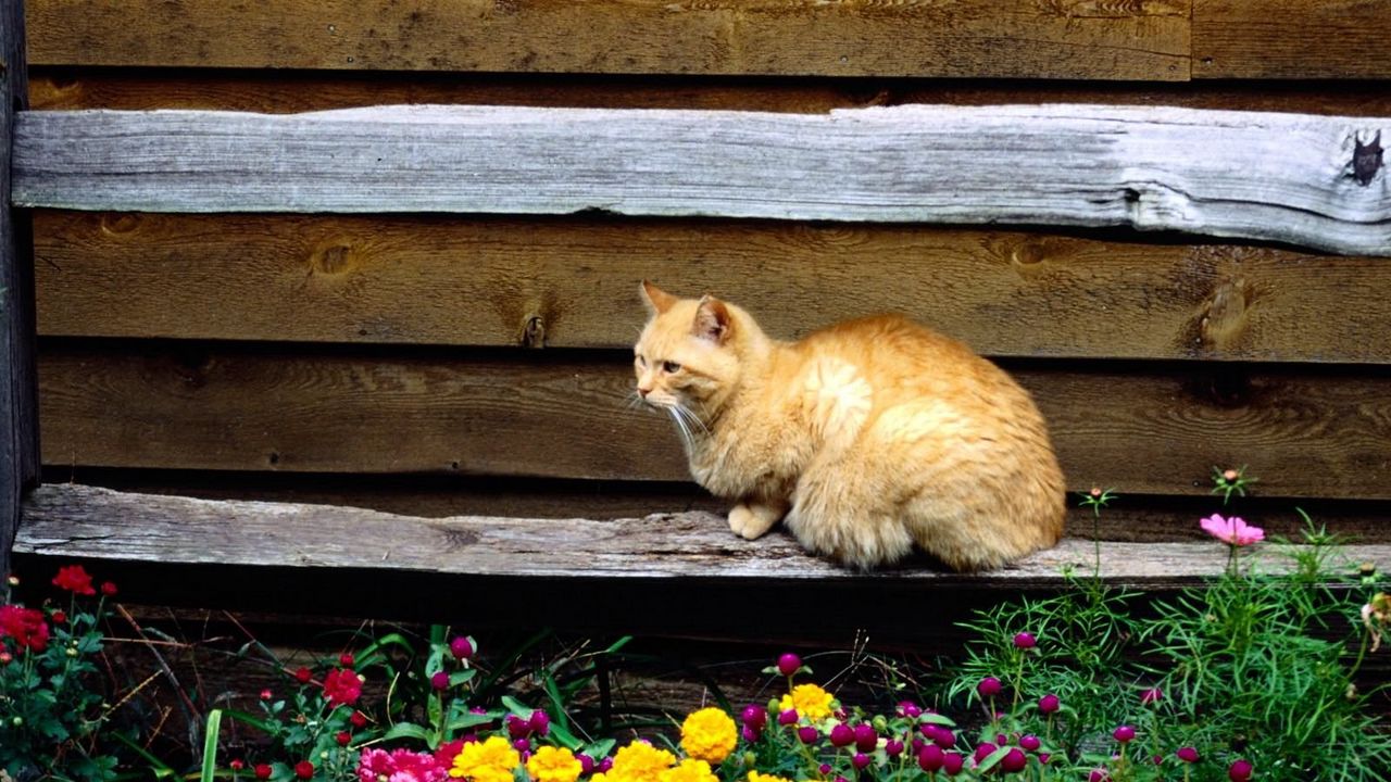 Wallpaper cat, sitting, bench, flowers, flowerbed