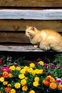 Preview wallpaper cat, sitting, bench, flowers, flowerbed