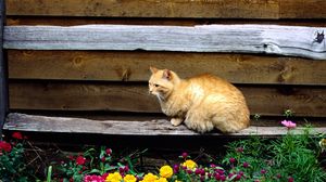 Preview wallpaper cat, sitting, bench, flowers, flowerbed