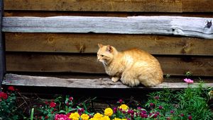 Preview wallpaper cat, sitting, bench, flowers, flowerbed