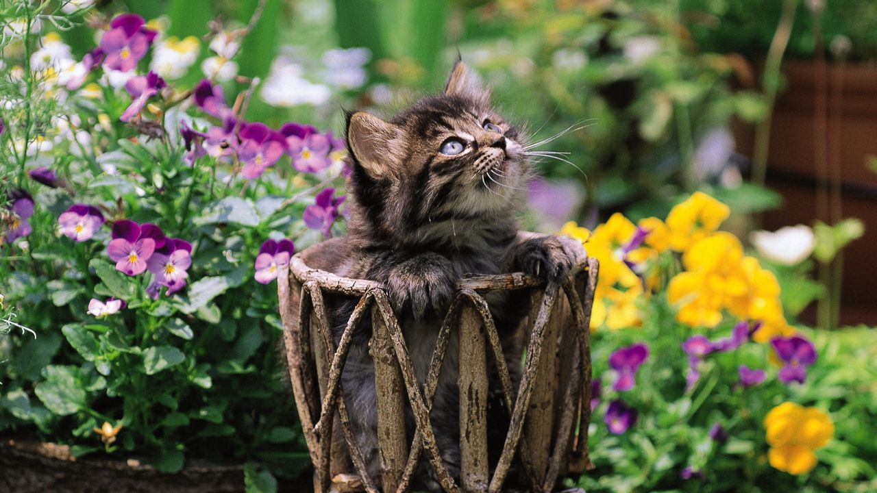 Wallpaper cat, sitting, braided, flowers