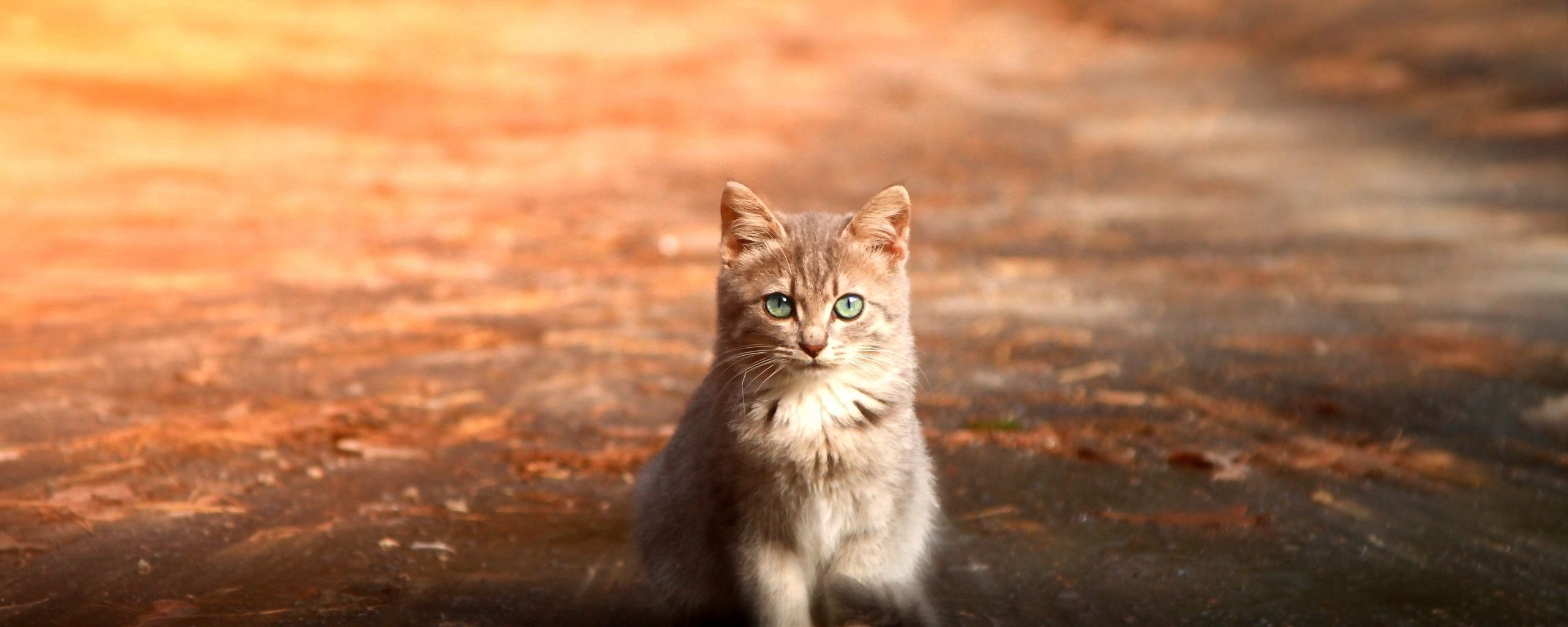 Download wallpaper 2560x1024 cat, sitting, cute, kitten ultrawide