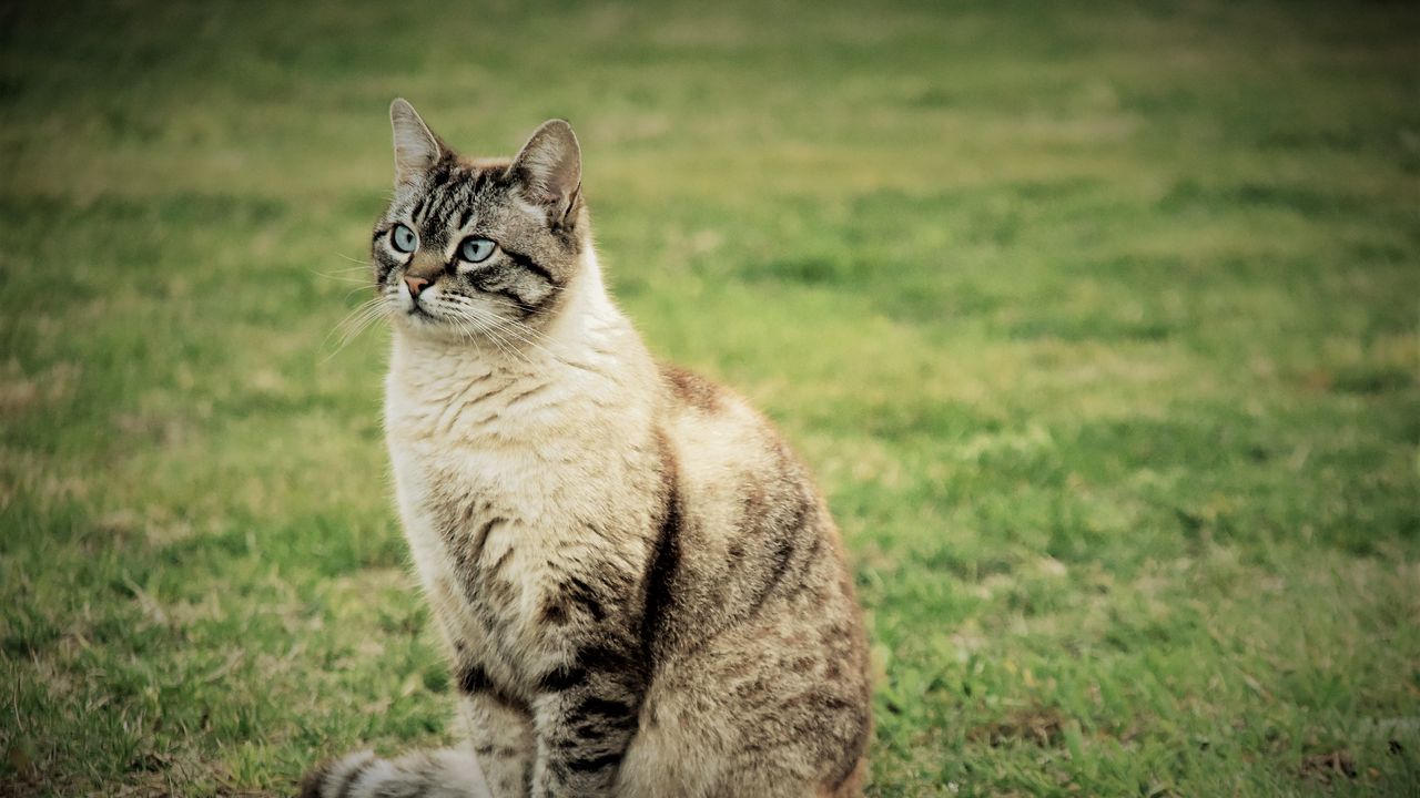 Wallpaper cat, sitting, grass, walk