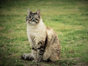 Preview wallpaper cat, sitting, grass, walk