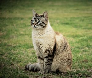 Preview wallpaper cat, sitting, grass, walk