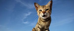 Preview wallpaper cat, sitting, kitten