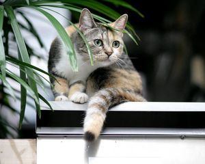 Preview wallpaper cat, sitting, spotted